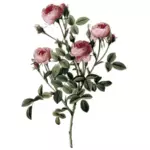 淡粉红色的玫瑰花蕾