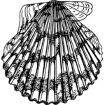 深海のホタテ貝殻ベクトル画像