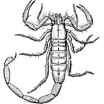 Scorpion drawing
