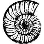 Shell-fossil