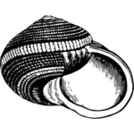 Oude zwart / wit shell