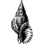 Seashell fossil
