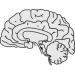 Vector image of grey human brain with thin black line