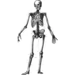 Immagine di vettore di scheletro umano in piedi
