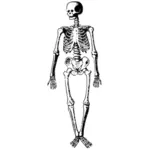 शरीर रचना विज्ञान skelet