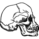 Line art vector image of human skull | Public domain vectors