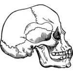 古い人間の頭蓋骨