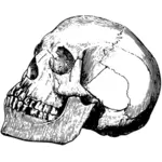 Old skull