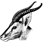 Soemmerrings gazelle