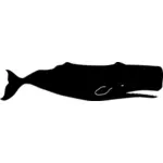 Sperm whale vector graphics