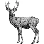 Big-horned stag