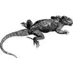 Lizard in black and white