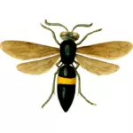 Bilden av en fluga