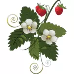 Imagen vectorial de planta de fresa