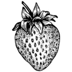 Strawberry outline vector illustration
