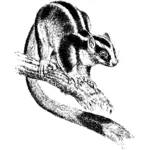 Oposum rayado