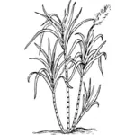Cukier trzcinowy roślina wektor rysunek