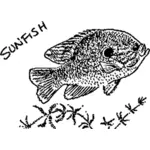 SunFish Bild