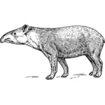 Tapir-afbeelding