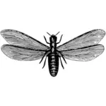 Termite vector silhouette