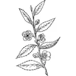 Thea sinesis plante ilustraţia vectorială