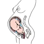怀孕的解剖