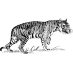 Tiger zu Fuß