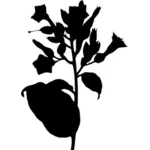 صورة ظلية نباتية للتبغ