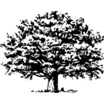 Mustavalkoinen puu