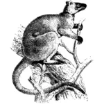 Kangoeroe op boom