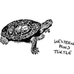 Zachodniej staw żółw