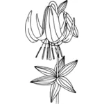Västra lily