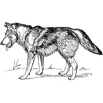 Wolf walking