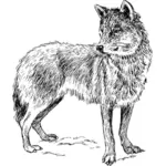 Vlk, kresba