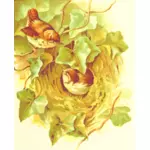 Wren's nest