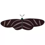 Vector drawing of zebra butterfly