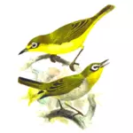 Dos pájaros amarillo