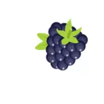 Fruit de Blackberry