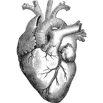 Anatomické srdce vektorové ilustrace