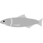 Ansjos fisk