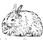 Angora rabbit