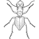 Manticora tuberculata clip-art vetor