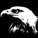 Bald eagle image