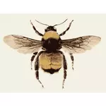 Ретро пчела изображение