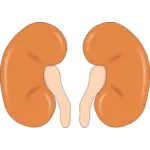 Ilustrare a rinichilor
