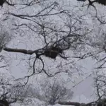Image of bird nest on tree branches with power lines above