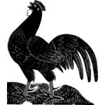 תרנגול שחור