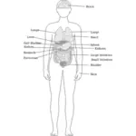 Vector clip art of diagram of the human body
