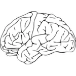 Vector miniaturi de studiu tragere la un creier uman