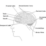 Vektorbild av delar av mänskliga hjärnan diagram
